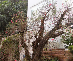 Những gốc đào thế 'tiền tỷ' thu hút đại gia chơi Tết