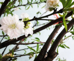 Chưa nở hoa, cây bạch đào độc nhất tại Nhật Tân vẫn được trả giá thuê 40 triệu đồng