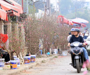 1,5 triệu đồng cành đào Nhật Tân, người dân thích thú mua hưởng không khí Tết sớm
