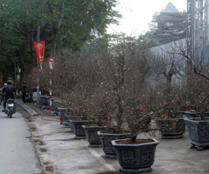 Đào rừng cổ Tấy Bắc giá cả triệu đồng đang rộn ràng khắp phố Hà Nội, sẵn sàng phục vụ Tết Nguyên đán