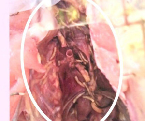 Sự thật về 'thịt gà có dòi' phục vụ bữa ăn cho học sinh bán trú ở Huế