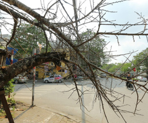 Vượt 300km về Hà Nội, đào rừng không lá không hoa hét giá khó tin gần 200 triệu đồng
