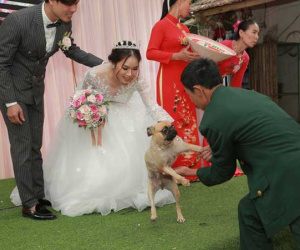 Bật cười vì biểu cảm thảng thốt của chú chó cưng khi bị bắt 'chia ly' với cô chủ trên sân khấu đám cưới