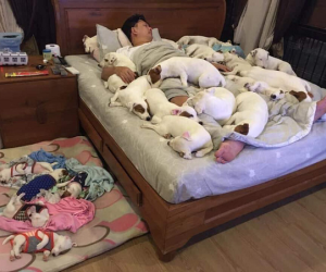Anh chồng kêu khổ vì vợ cứ nằng nặc đòi nuôi 2 con chó, 3 năm sau kết cục xảy đến với anh khiến ai nấy câm nín