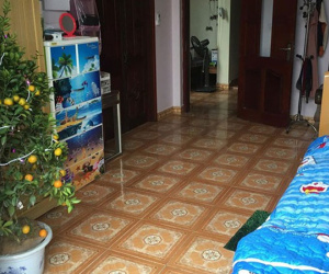 Chuyện cô nàng được bố mẹ sắm riêng cho cây quất trong phòng để ăn Tết một mình: Hóa ra Tết của gái ế khó khăn quá!