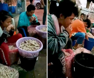 Kinh hoàng cảnh tượng công nhân xưởng chế biến chân gà dùng miệng tách xương, mỗi ngày tiêu thụ hơn 500 kg da gà