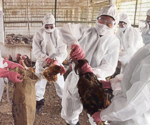 Cơn sốt virus Corona chưa dịu, Trung Quốc lại phát hiện thêm ổ dịch cúm gia cầm H5N1