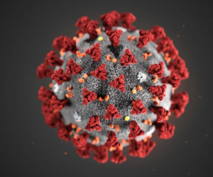 Virus khác vi khuẩn thế nào?