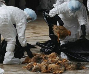 Cúm gia cầm H5N1 chưa lây từ người sang người