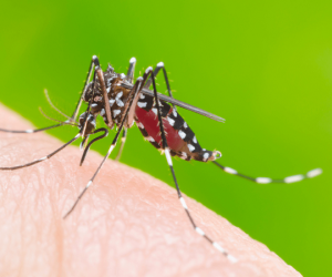 Vì sao muỗi truyền được bệnh sốt xuất huyết nhưng HIV thì không ?