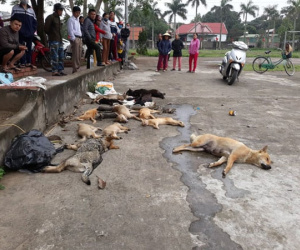 Người dân vây bắt anh em ruột trộm hơn 20 con chó, mèo