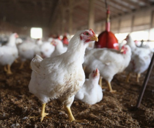 Giữa tâm bão nCov, dịch cúm gia cầm A/H5N6 lại bùng phát ở 4 tỉnh, thành phố
