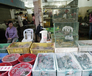 Người Trung Quốc khó từ bỏ thói quen ăn thịt động vật hoang dã dù xảy ra dịch bệnh