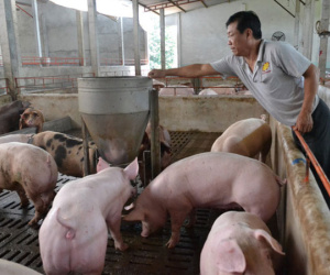 Đưa 4 triệu tấn thịt lợn ra thị trường