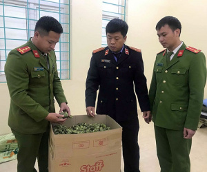 Bắt đối tượng vận chuyển 22kg quả thuốc phiện tươi tại Điện Biên