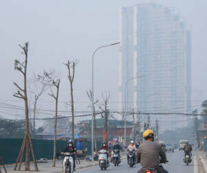 Hà Nội: Mới trồng chưa được 1 năm, hàng cây chết dọc tuyến đường mới mở bị chặt bỏ hàng loạt, chuẩn bị trở thành…củi khô