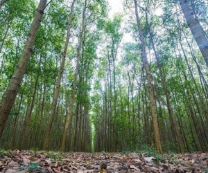 Phát hiện người đàn ông tử vong trong tư thế treo cổ tại vườn keo