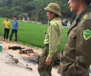 Nghệ An: Triệu tập nhiều người liên quan đến vụ đánh chết thanh niên nghi trộm chó