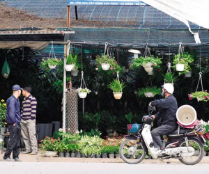 Độc đáo chợ hoa, cây cảnh họp theo phiên