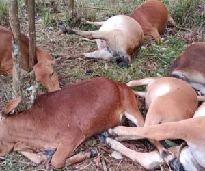 Phú Thọ: Sét đánh chết 7 con bò trong cơn mưa dông