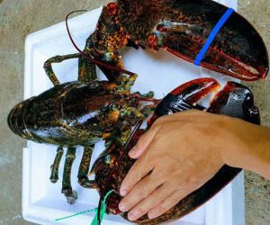 Nhà hàng hạ giá tôm hùm xanh 169.000 đồng/con, tôm Alaska giảm 'sốc' 700.000 đồng/kg
