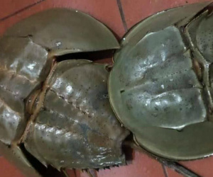 Nghi ăn nhầm so biển, một gia đình bị ngộ độc khiến bé gái tử vong