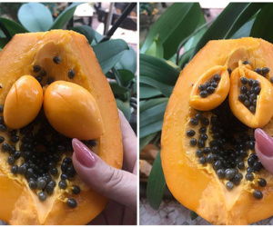 Cộng đồng mạng 'tròn mắt' với quả đu đủ 'mang thai đôi', ai cũng chia sẻ chóng mặt
