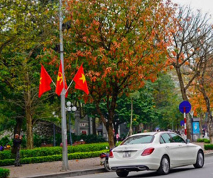Mùa cây thay lá, Hà Nội đẹp đến nao lòng