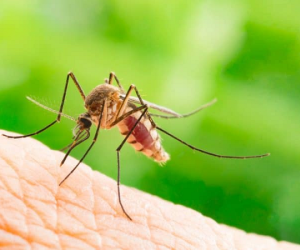 Vì sao có người bị muỗi đốt nhiều hơn những người khác?