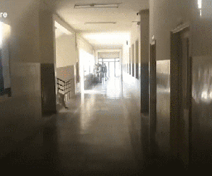 Video: Báo đốm xông vào trường học tấn công nhân viên an ninh