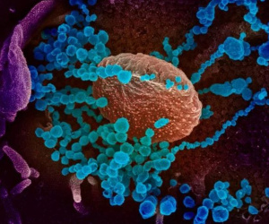 Virus SARS-CoV-2 hiện đã có 8 biến thể trên toàn Thế giới