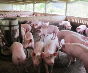Giá thịt miền Bắc tăng ngược trở lại lên ngưỡng 82.000 đồng/kg