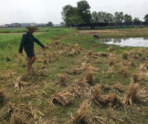 Đi bắt cua sau cơn mưa lớn, người đàn ông bị sét đánh chết