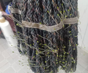 Hoảng hồn với chiếc gậy lau nhà mọc mầm cây lởm chởm, nhưng người mẹ trẻ lại tiết lộ bí mật khiến dân tình cười lăn