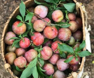 Mận đầu mùa giá 'chát' 300 ngàn/kg, chị em canh mua từng cân