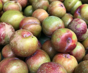 Mận đầu mùa 250.000 đồng/kg: Khách gọi mua 'cháy máy', nửa đêm phải điện tới vườn đặt thêm