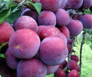 Mận hậu 300.000 đồng/kg vẫn gây 'sốt' ngày dịch, thương lái chia sẻ cách phân biệt mận hậu và mận Trung Quốc để tránh bị lừa