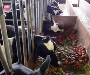 Đàn bò sữa bị sét đánh chết la liệt trong chuồng