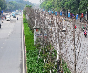 Hàng cây phong lá đỏ đường Trần Duy Hưng, Nguyễn Chí Thanh khô cằn, xơ xác đến thảm hại