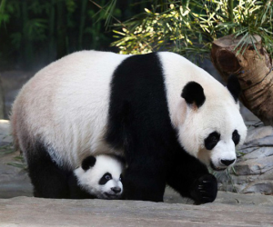 Vì sao gấu trúc khổng lồ nhưng sinh con lại bé tí hon?