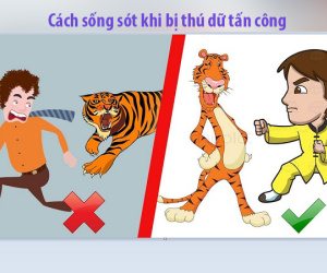 Làm thế nào để sống sót khi đối mặt với thú dữ tấn công?