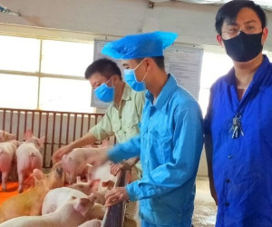 Quản lý trang trại vô hiệu hóa camerra giám sát, trộm 61 con lợn để trả nợ cờ bạc