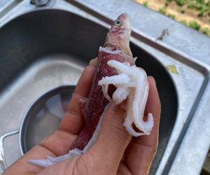 Mua được mớ mực béo ú nhưng phát hiện nhân mực toàn cá, thanh niên lên mạng thắc mắc thì nhận được câu trả lời gây tranh cãi