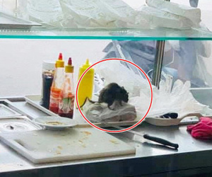 Thực khách hốt hoảng khi nhìn thấy chú chuột to đùng vô tư bò trên kệ làm bánh mì ở một cửa hàng nổi tiếng của Hà Nội