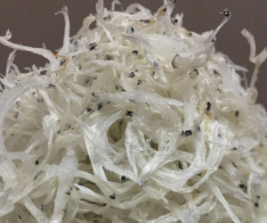 Loại cá trong suốt, mềm hơn bún giá hơn 2 triệu đồng/kg, có tiền cũng khó mua được