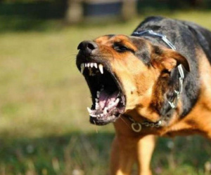 Bé trai 7 tuổi tử vong vì chó dại cắn