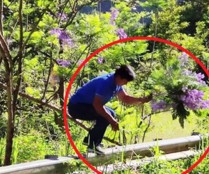 Người đàn ông bẻ hoa phượng tím tuyệt đẹp ở Đà Lạt khai gì?