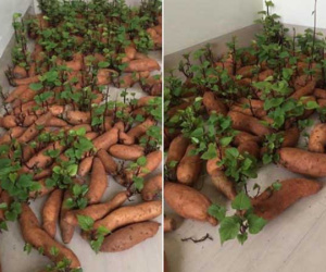 Hậu cách ly 'Cô Vy', nam thanh niên bất ngờ phát hiện 'kho lương tích trữ' hóa vườn rau