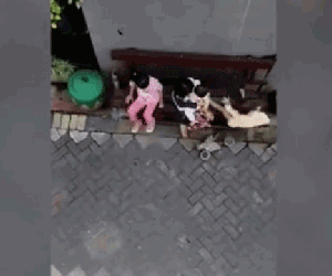Video: Sốc cảnh khỉ kéo lê, cố gắng 'bắt cóc' bé gái ngay trong hẻm nhỏ