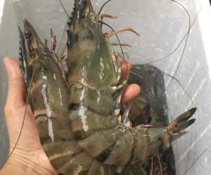 Tôm sú khổng lồ ngang cổ tay giá hơn triệu đồng/kg vẫn 'cháy hàng'